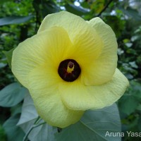 Hibiscus tiliaceus L.